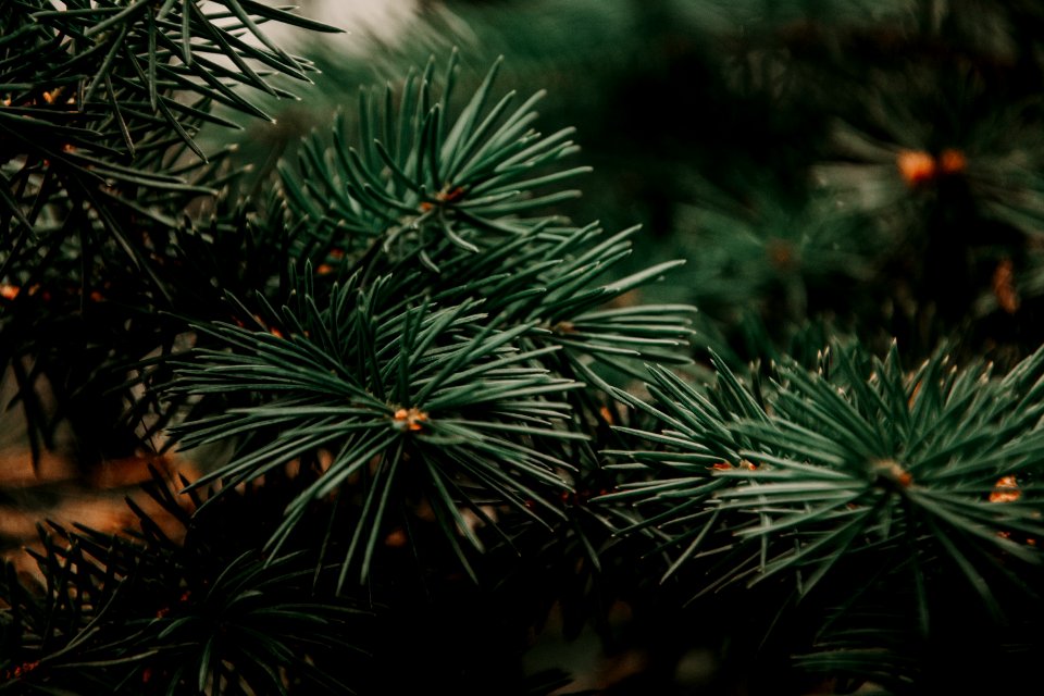 Green Plant