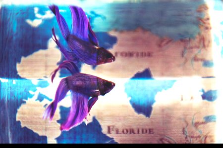 Close Up Photo Of Purple Betta Fish