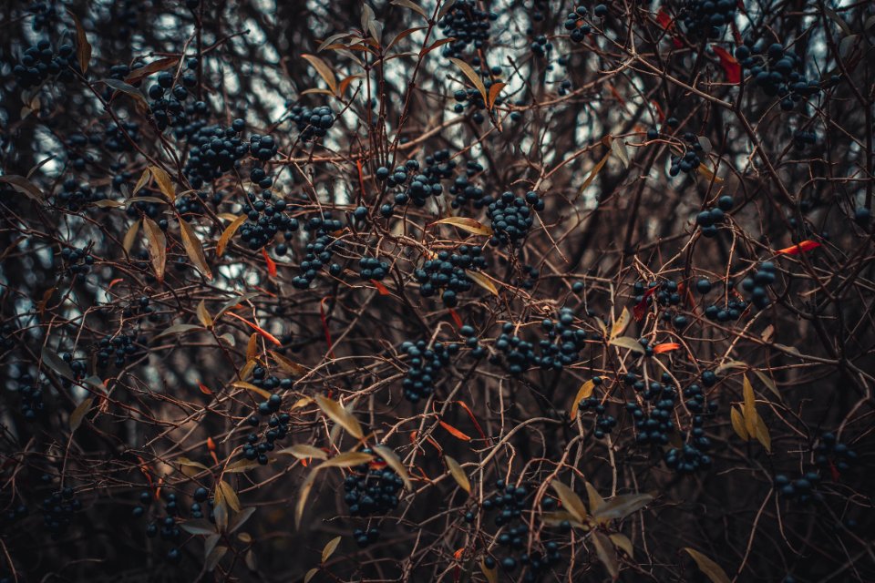 Selective Focus Of Berries