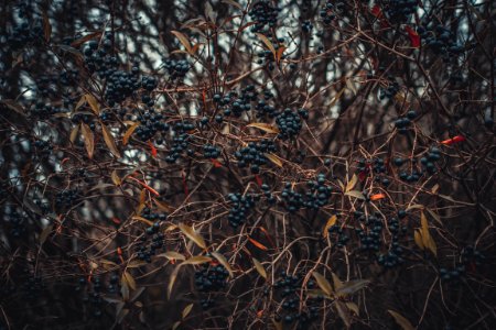 Selective Focus Of Berries