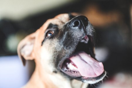 Tan And Black Dog With Mouth Wide Open photo