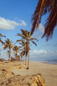 Coconut Tree Near Sea At Daytime photo