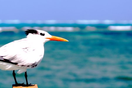 White Seagull photo