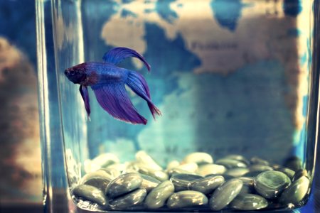 Selective Focis Photo Of Blue Betta Fish