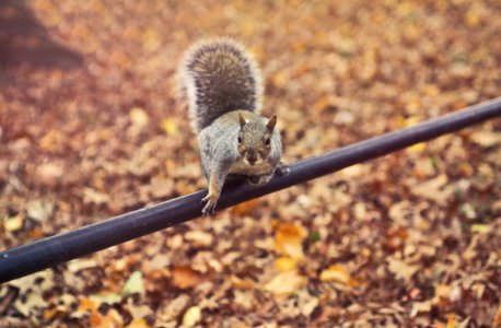 Close-up Photography Of Squirrel photo