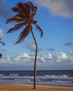 Coconut Palm Tree Near Sea photo