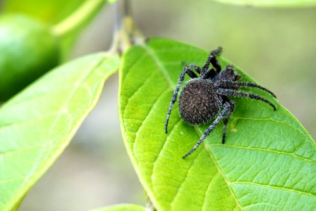 Close-up Photography Of Spider On Top Of The Leaf