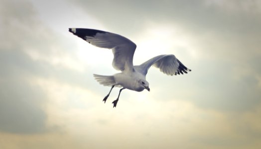 Ring-billed Gull Flying At Daytime photo