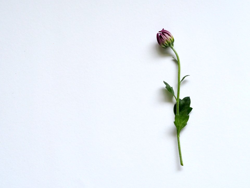 Purple Petaled Flower On White Surface