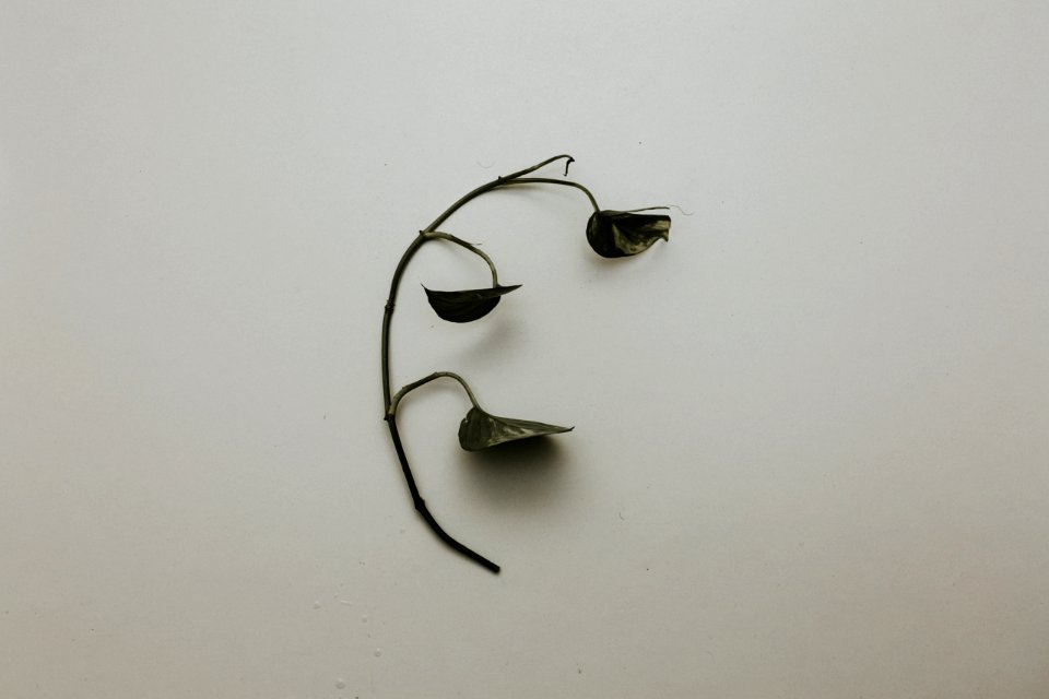Black Leaf With Branch On White Painted Wall