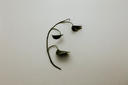 Black Leaf With Branch On White Painted Wall