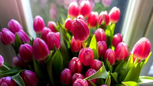 Close-up Photography Of Pink Tulips photo