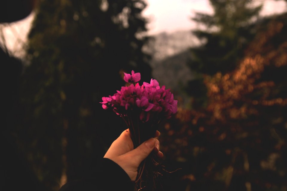 Selective Focus Photo Of Pink Petaled Flowers