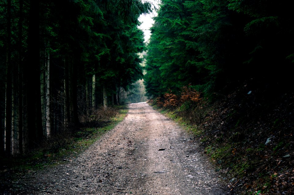 Photo Of Road In Forest