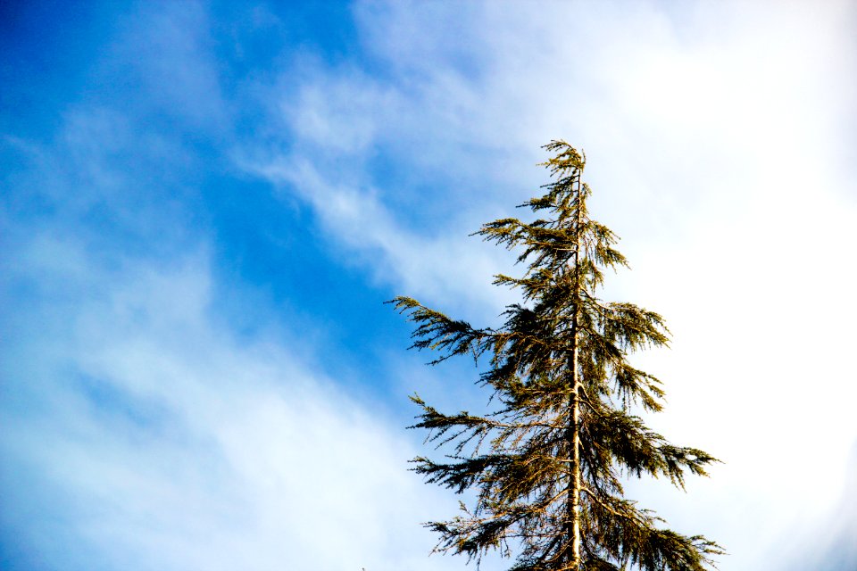 Worms Eye Photography Green Leaf Tree