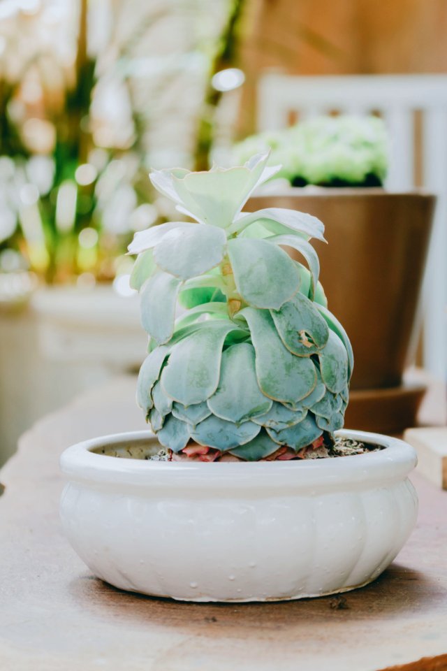 Green Succulent Plant In White Pot