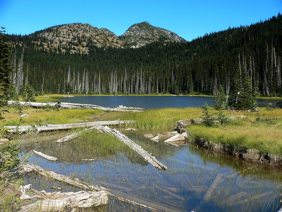 Trees landscape scenic