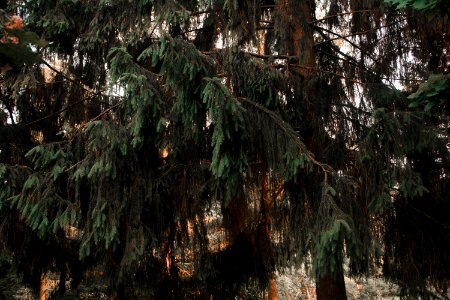 Photograph Of Green Tree