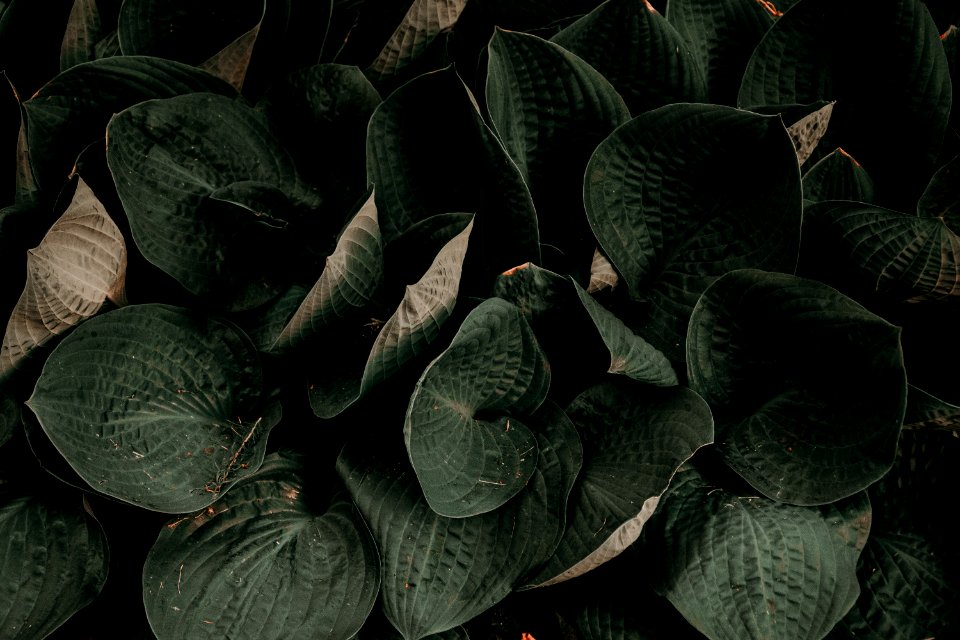 Green Leaves