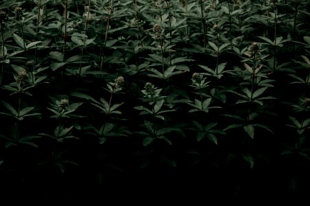 Green Leaf Plants