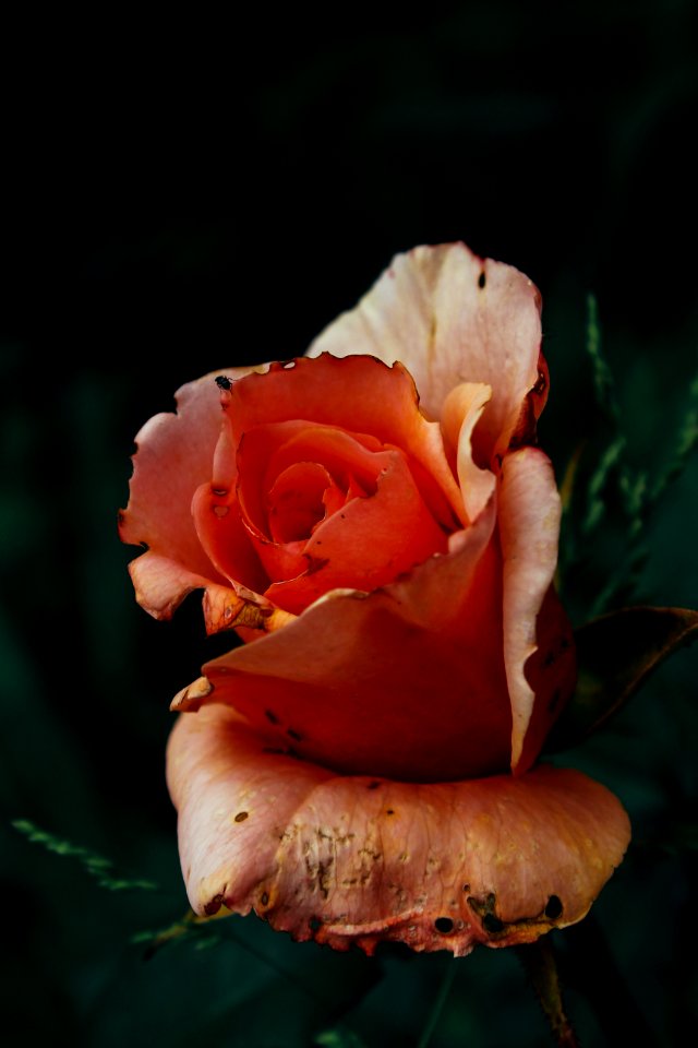 Closeup Photography Of Pink Rose Flower