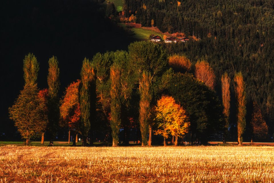 Brown And Green Trees photo