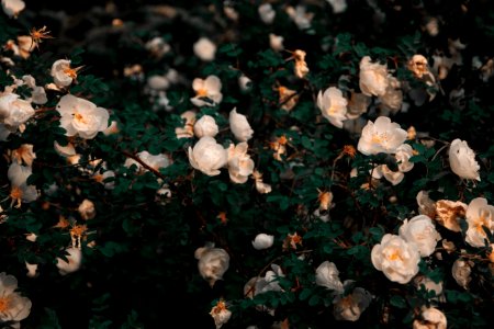 White Petaled Flowers photo