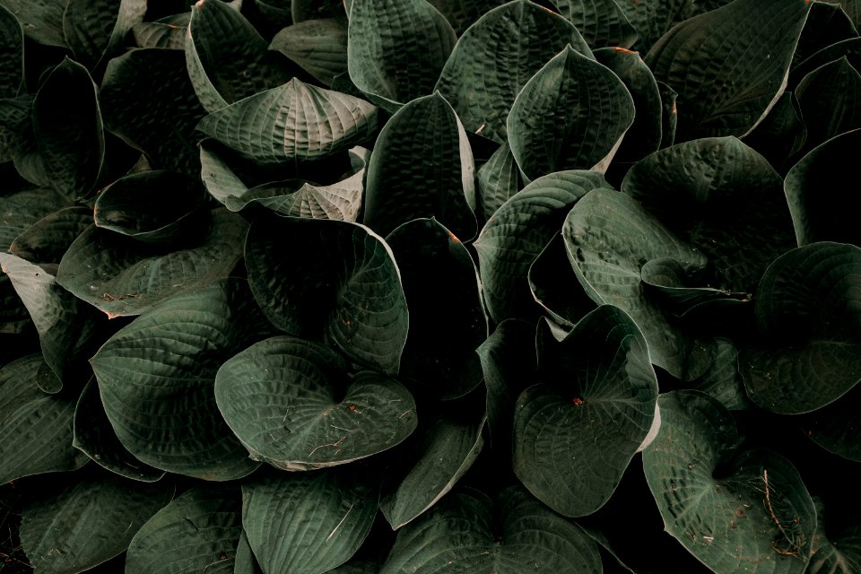 Green Plant
