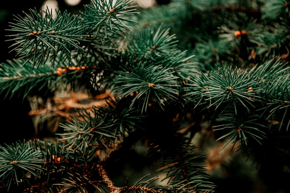 Close Up Photo Of Green Pine Tree