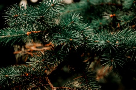 Close Up Photo Of Green Pine Tree photo