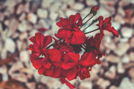 Selective Focus Photography Of Red Petaled Flowers photo