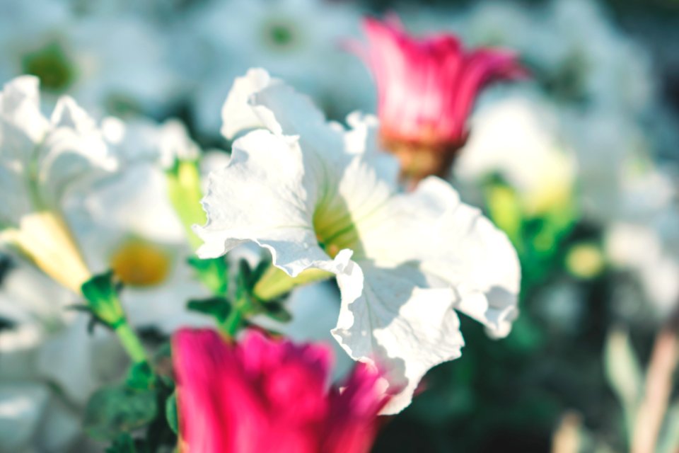 Selective Focus Photography Of Blooming White Petaled Flower At Daytime