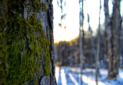 Selected Photography Of Green And Grey Tree photo