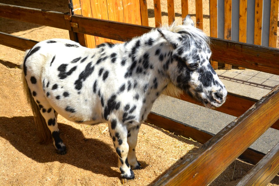 White And Black Pony