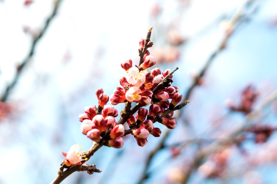Selective Focus Photography Of Red And Beige Flowers