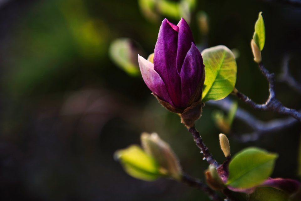 Purple Flower