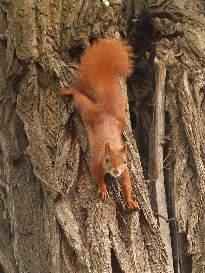 The squirrel tree animal
