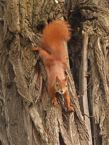 The squirrel tree animal