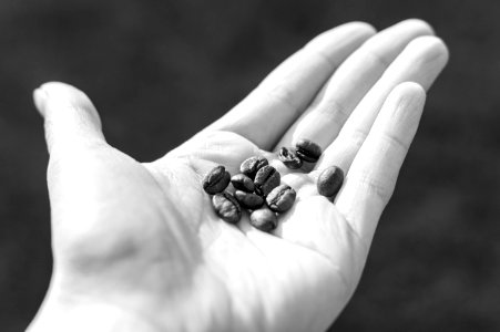 Grayscale Photo Of Coffee Beans In Persons Palm photo