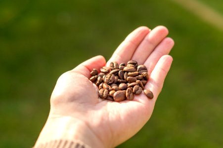 Person Holding Coffee Beans photo
