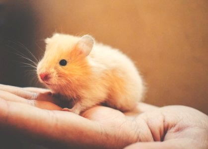 Shallow Focus Photography Of White Rodent