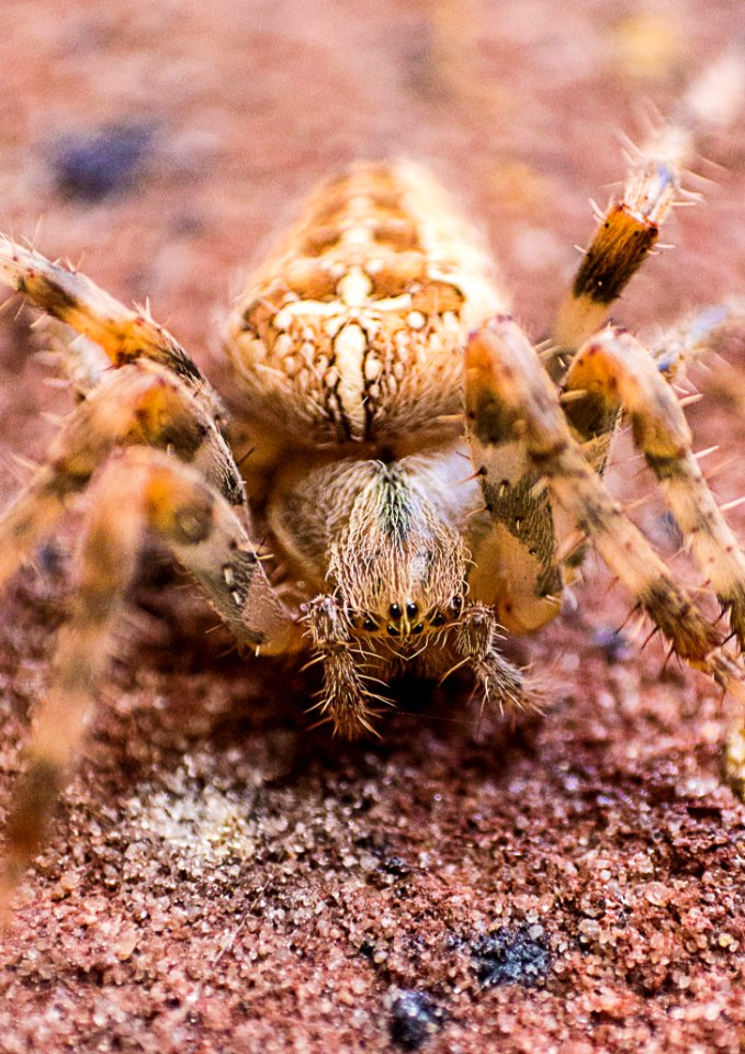 Macro Photography Of Brown Barn Spider