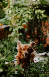 Medium-coated Tan Dog Running On Green Plants Photography photo