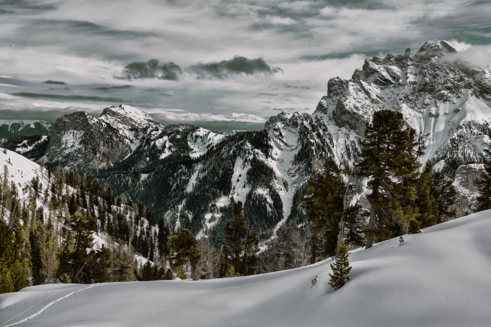 Green Leaf Tree On Mountain Of Snow photo