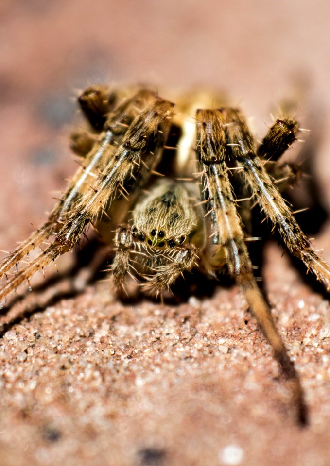 Macro Photography Of Brown Barn Spider