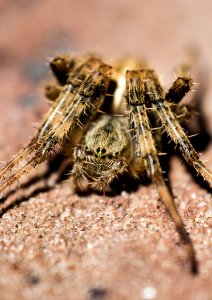 Macro Photography Of Brown Barn Spider photo