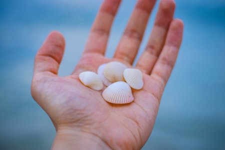 Sea Shells In Persons Hand