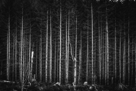 Greyscale Photography Of Bare Trees