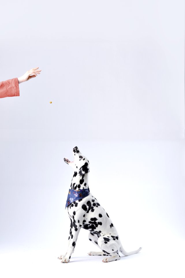 Dalmatian Sitting White Surface