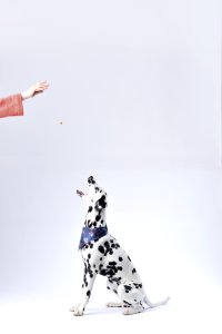 Dalmatian Sitting White Surface
